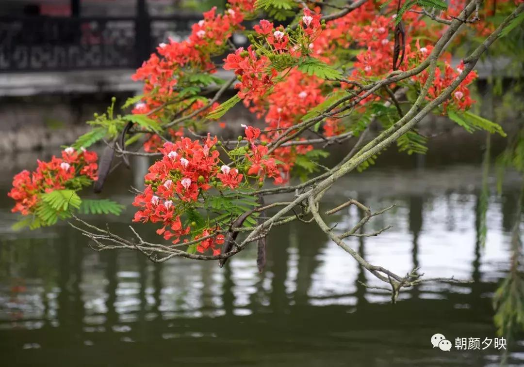 凤凰浴火时，盛夏晚晴天