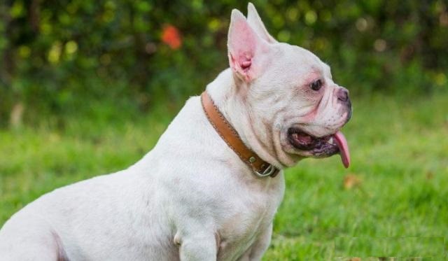 法国斗牛犬性格,法国斗牛犬的性格特征