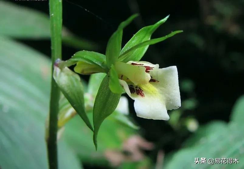 荷瓣兰最好的兰花品种排行,腋唇兰和春兰的区别