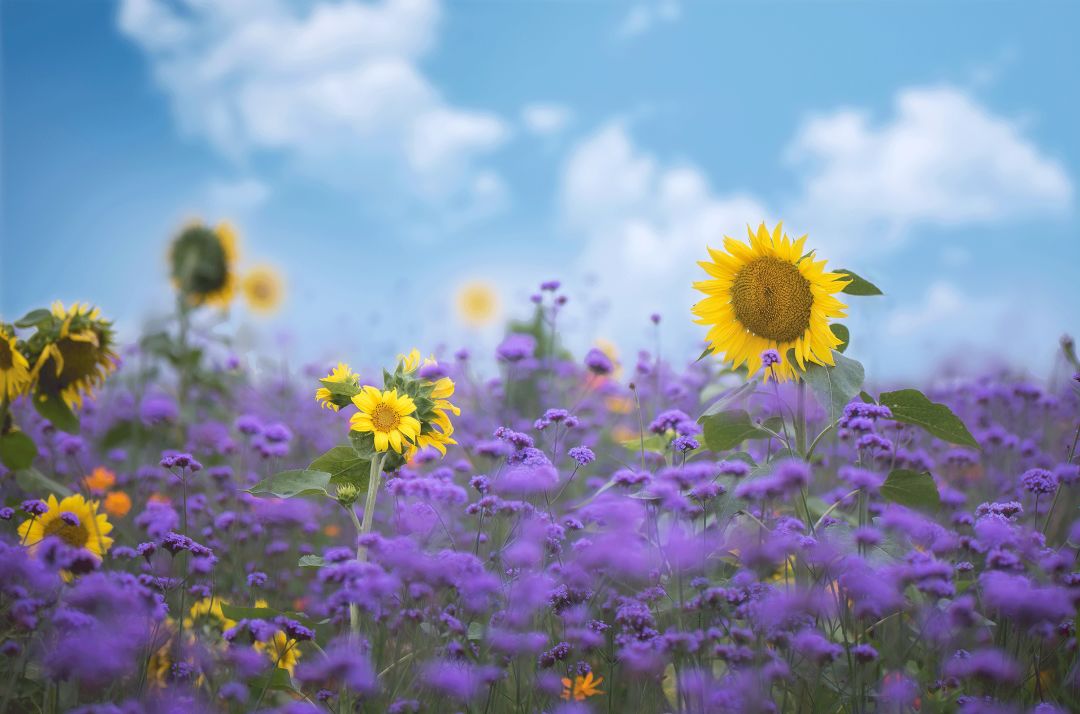激励学习奋斗的古诗,青年学生励志奋斗的诗
