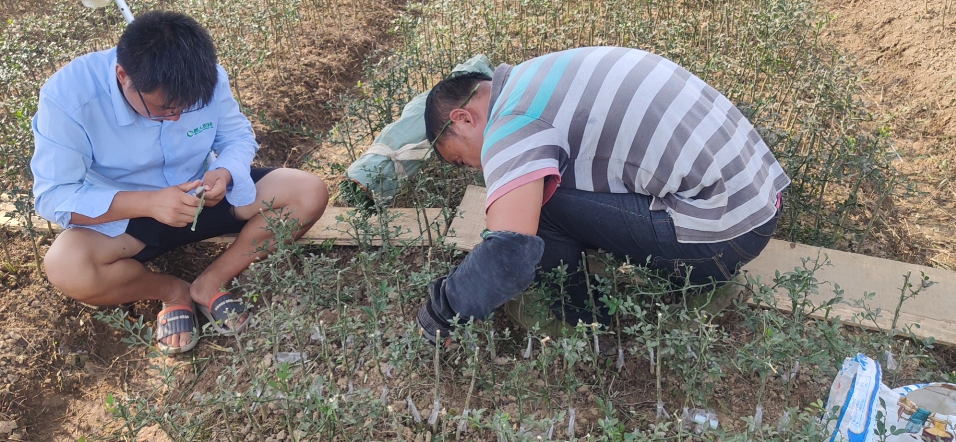 柑橘空中生根繁殖法,怎样繁殖柑橘幼苗
