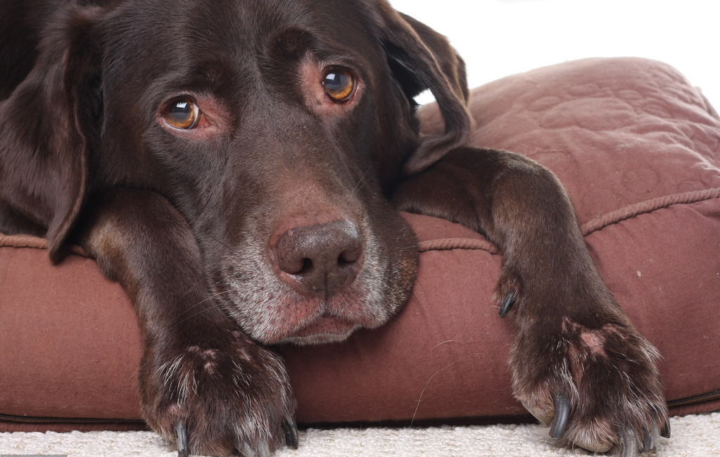 狗生仔要注意些什么,老狗生小狗要什么条件