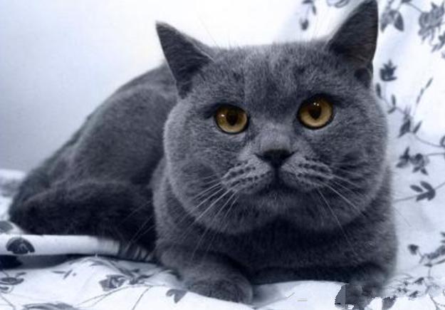 蓝猫怀孕3个月还不生,蓝猫怀孕会有什么迹象