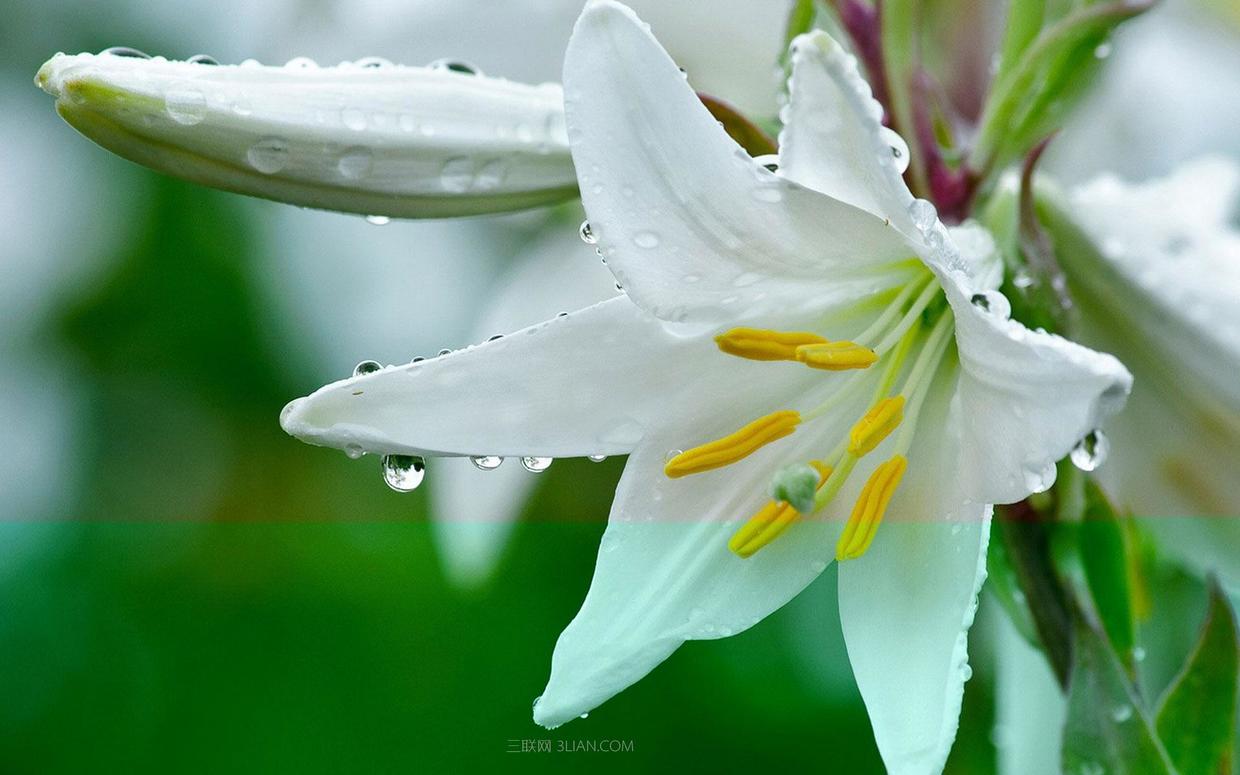 中国十大名花之花中之王牡丹,作为富贵象征的牡丹花