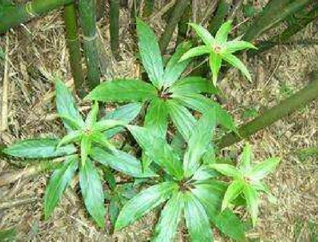 最近竹林发现的野草,竹林里常见的野草