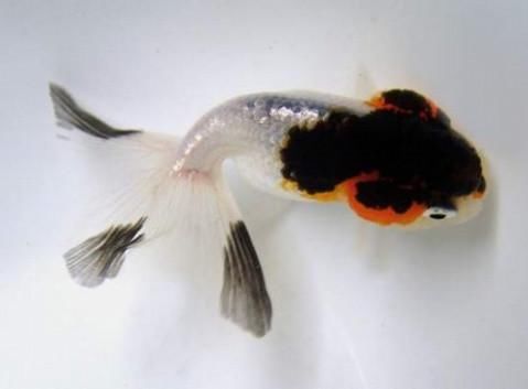 金鱼红顶虎,精品红顶虎金鱼