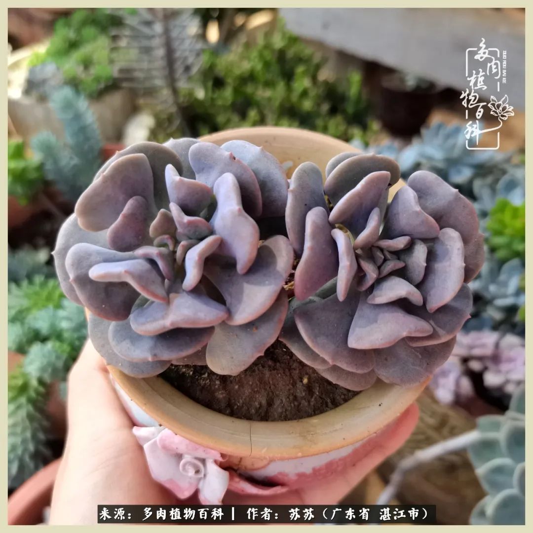 不要辜负与多肉的美好时光,多肉可以给人岁月静好的感觉