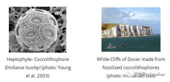 藻类是什么东西,藻类是什么意思