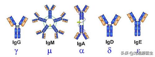静脉丙种球蛋白怀孕用,免疫球蛋白与丙种球蛋白保胎