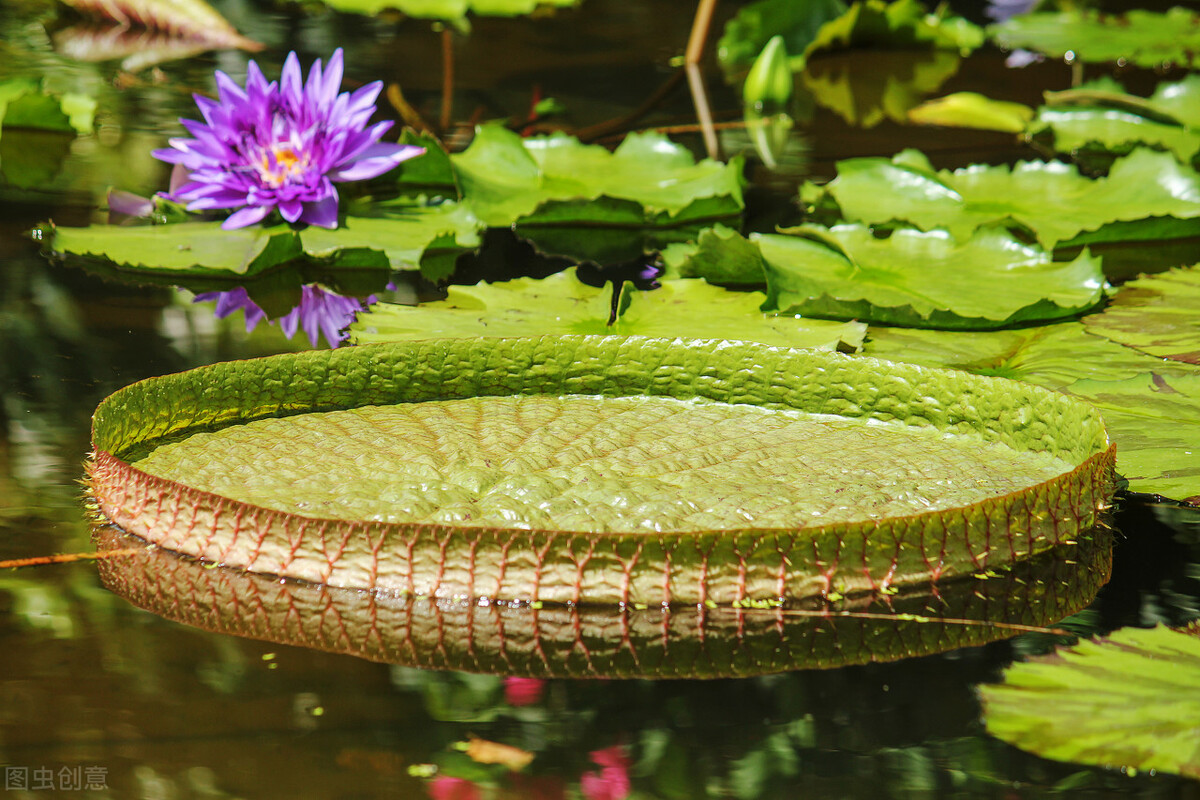 自然界嘴巴奇特的十种动物,十种奇特的自然界植物图片