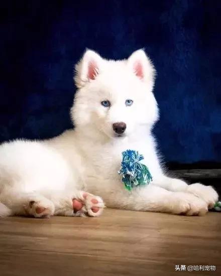 萨摩和哈士奇的孩子长大的样子,哈士奇和萨摩生的孩子