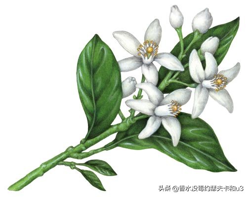 如果你喜欢银色山泉，那么今天的内容你必看