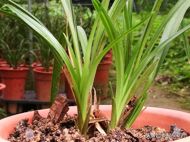兰花换盆时根系满盆怎么分苗,兰花换盆后怎么养才能长得更好