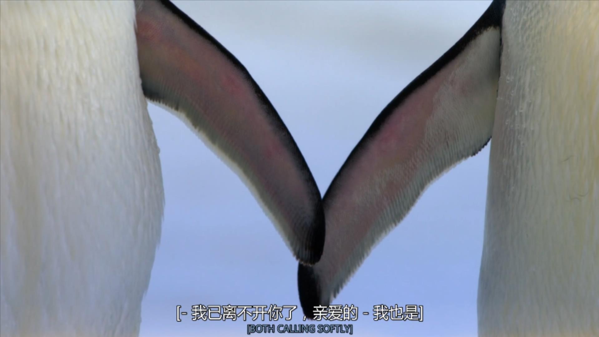 大过年的，被这些小萌萌给笑掉了头