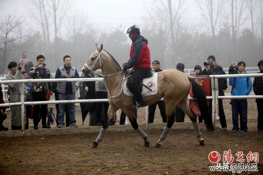 花千万引进七匹汗血宝马盛唐舞马技艺将再现西安
