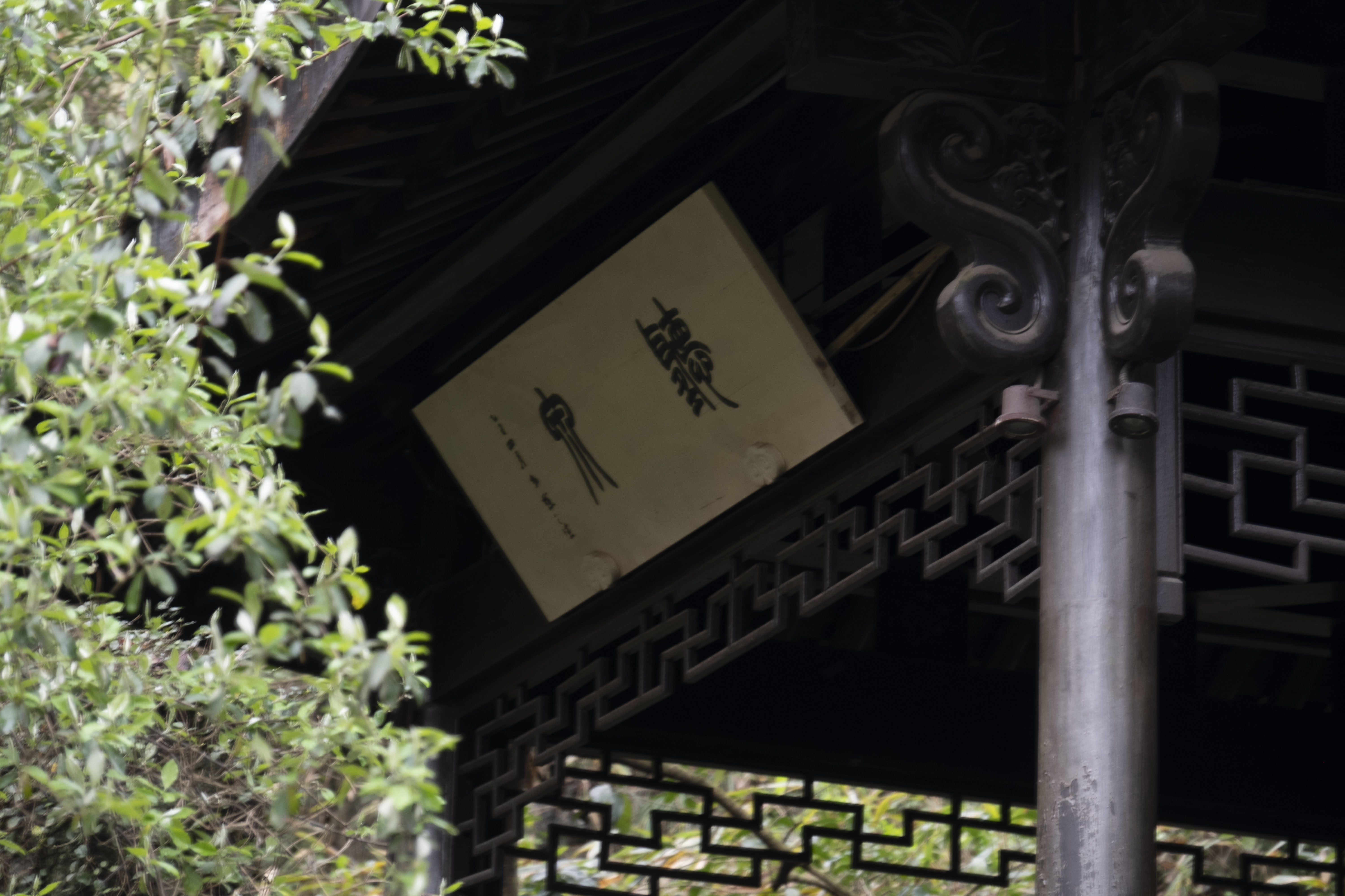 西湖龙井春茶季,龙井茶西湖明前春茶