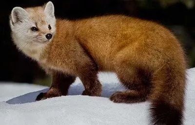 2019十大养殖品种图片,这两年最火的养殖品种