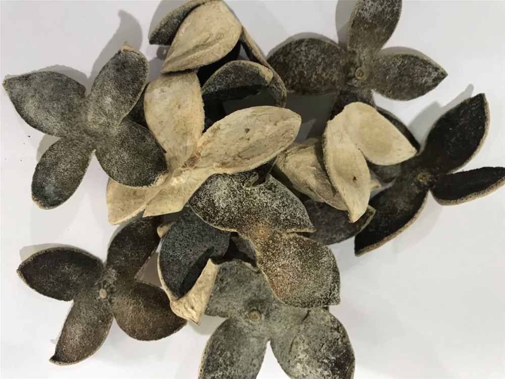 疏肝散结散,青皮甘草治好了乳腺癌