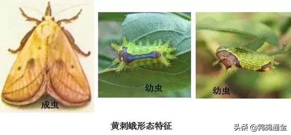 樱桃地下害虫防治方法,樱桃虫害