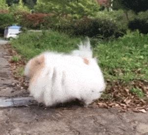 可爱小猫表情包搞笑图片,开心表情包可爱搞笑图片