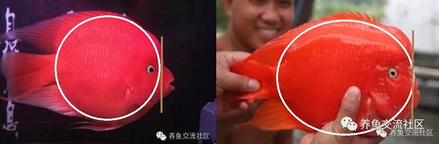 招财热带鱼观赏鱼大全,财神鹦鹉鱼热带观赏鱼