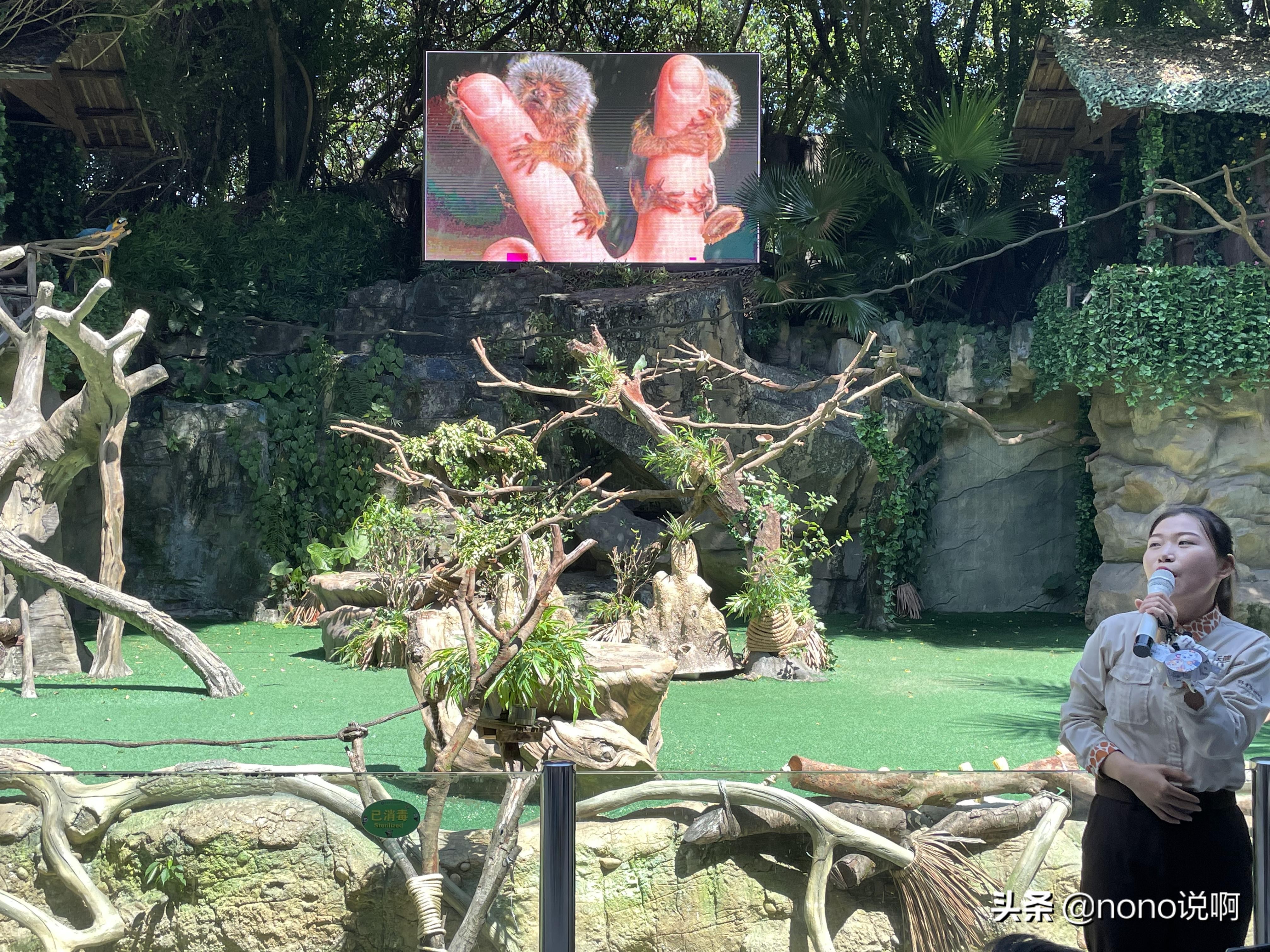 广州长隆野生动物园亲子旅游攻略,11月广州长隆野生动物园游玩攻略