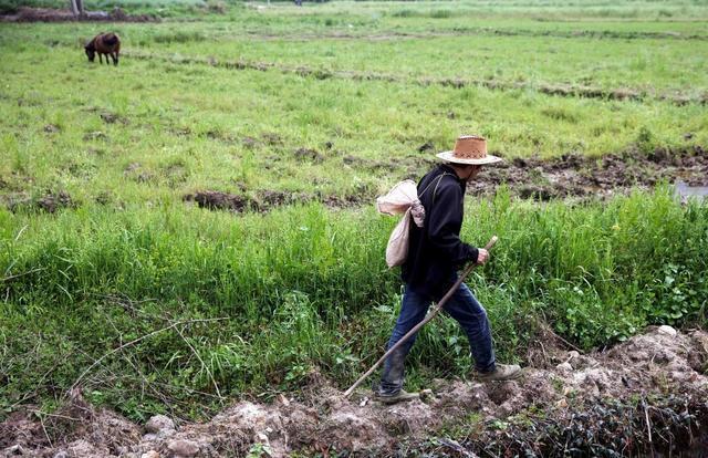 成年巨蟒蛇最多长达多少米,云南巨蟒