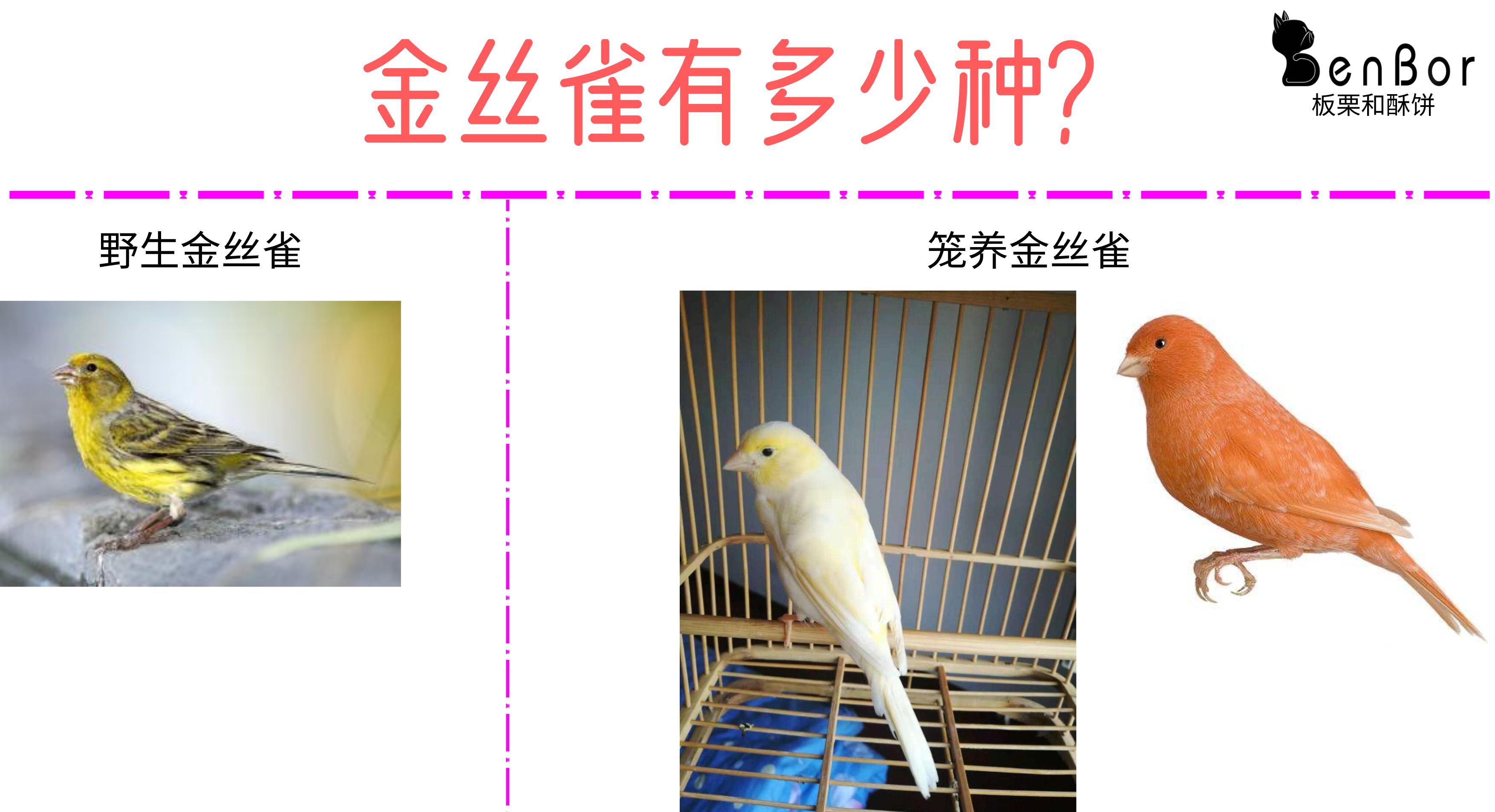 金丝雀和芙蓉鸟有区别吗,金丝鸟科普