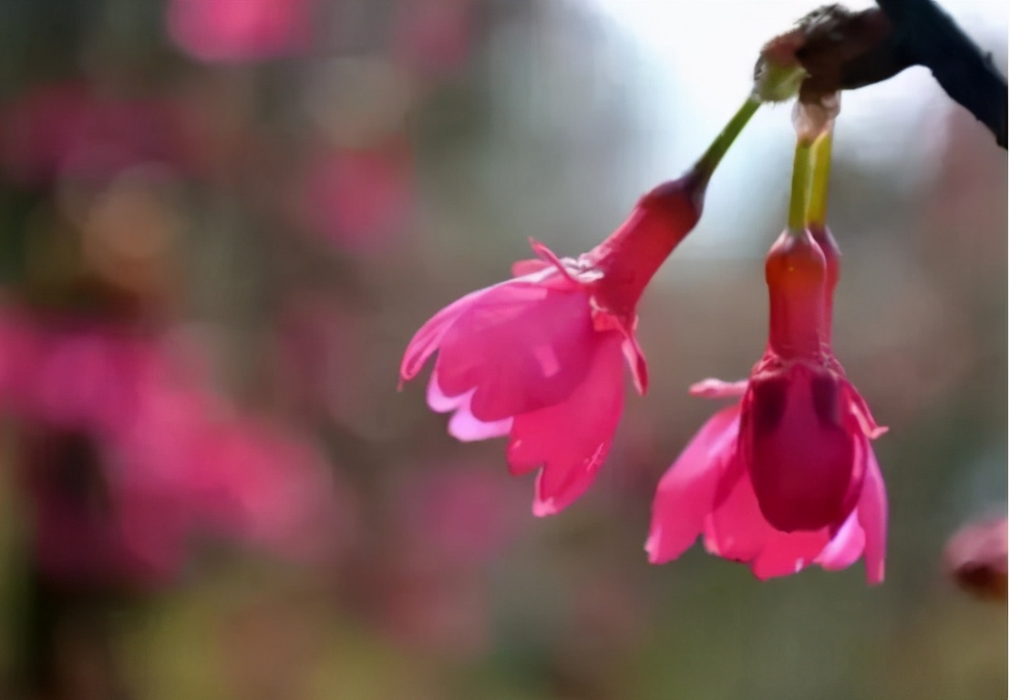 还记得13年前的樱花吗,以前的樱花对比现在的樱花