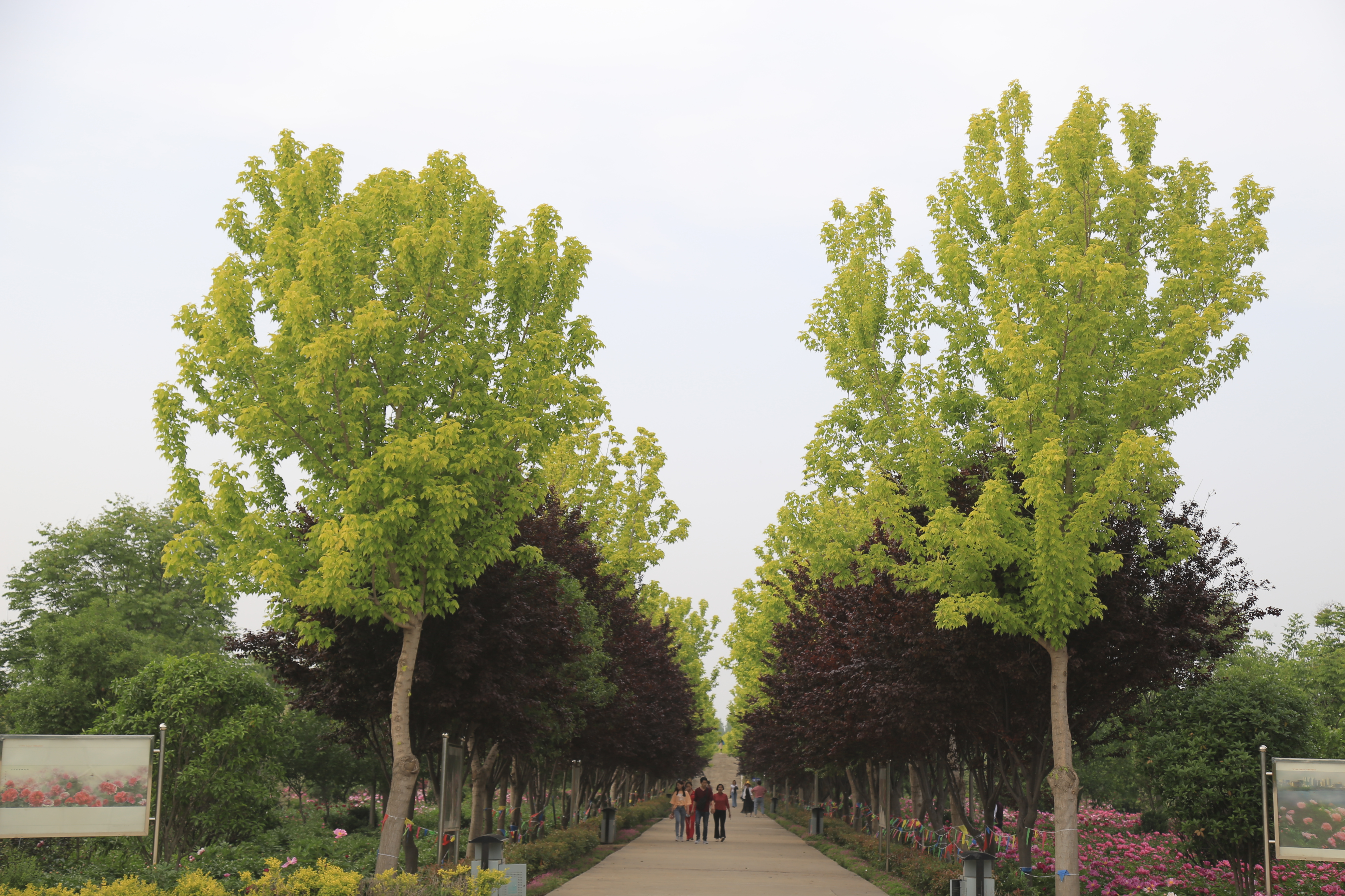莫道春深百花残芍药花开正芬芳
