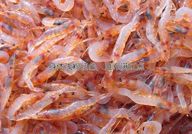 虾说，这是一篇让你不仅会吃，还会认……一文解决“虾”认识