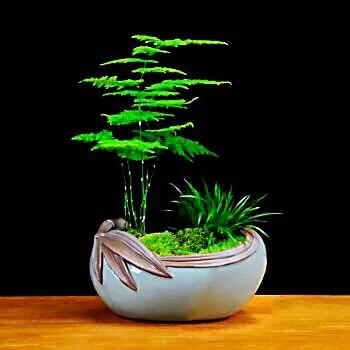 文竹文竹,文竹青翠欲滴