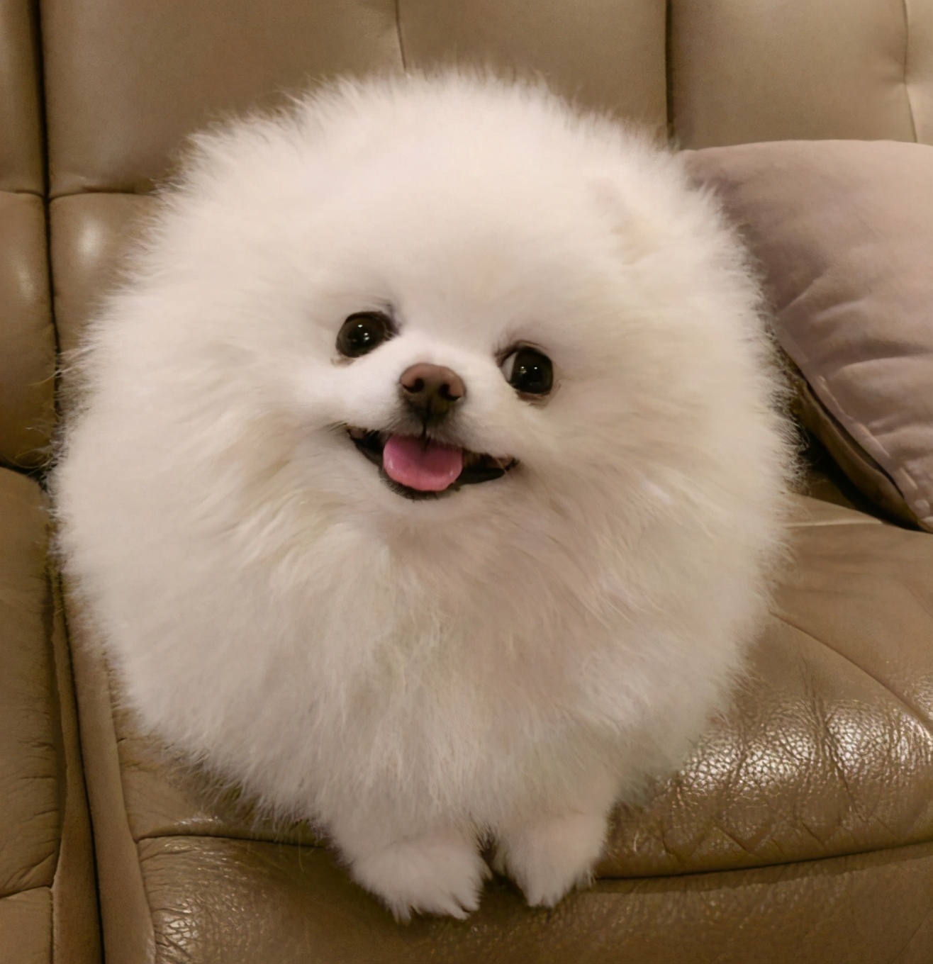 养狗老死什么预兆,家里养狗老死有什么说法