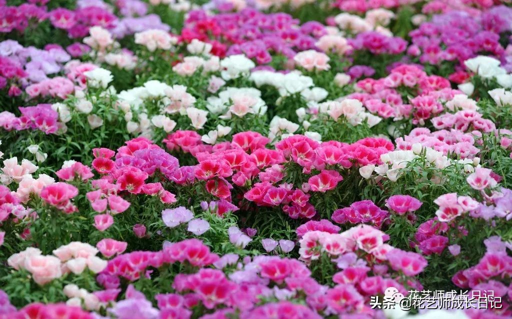 10种在花镜设计中常用的紫色花卉,南方适合做花境的花卉种类