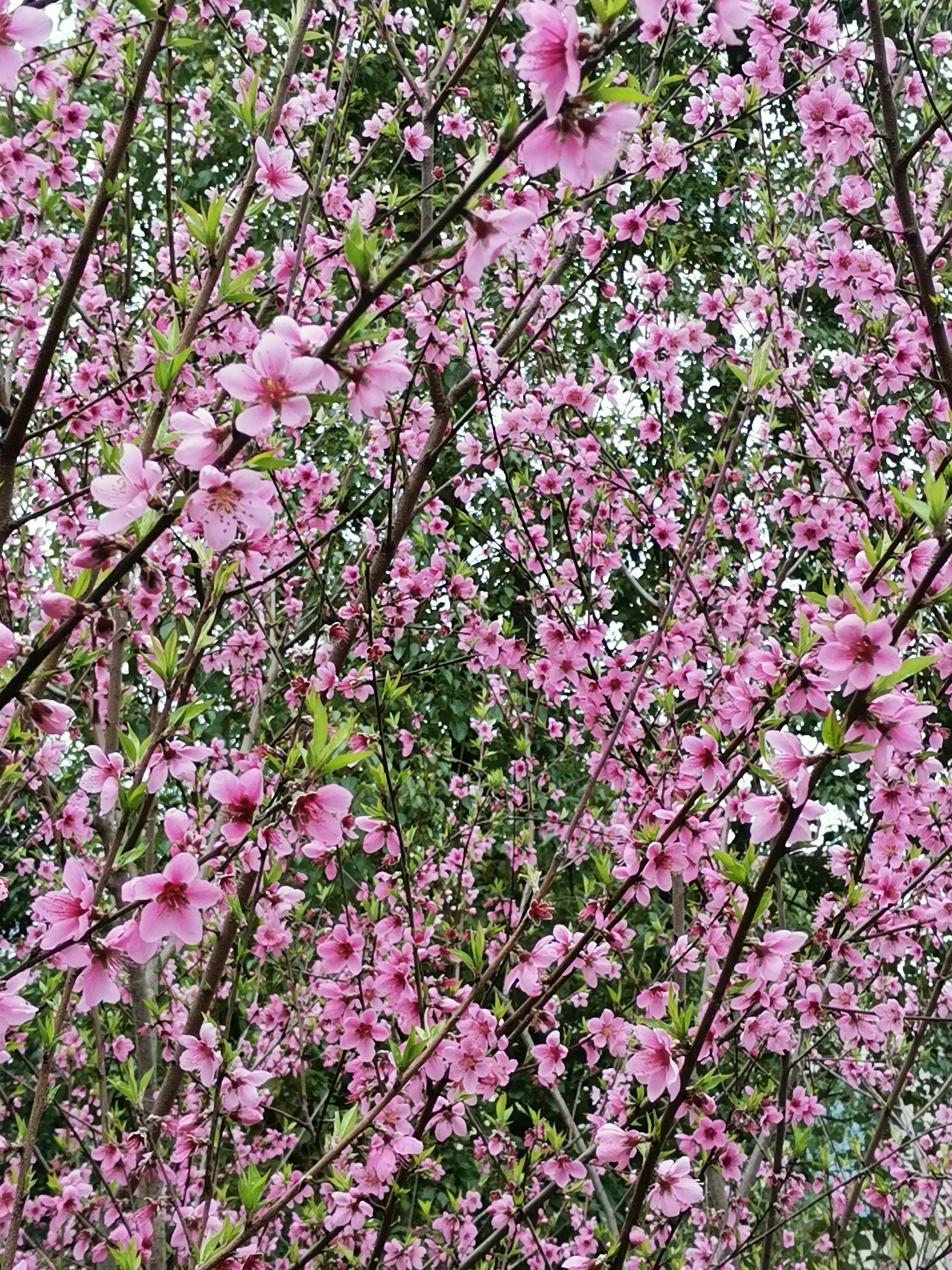 苏州石湖风景区旅游攻略,苏州石湖旅游攻略
