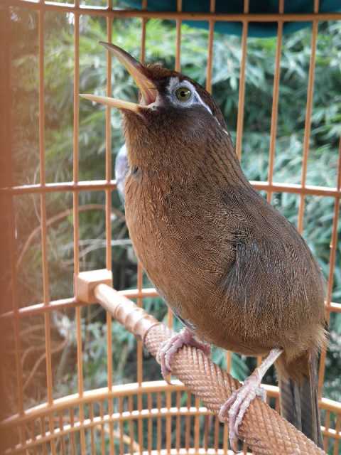 画眉鸟换毛期怎么养,画眉鸟怎么照料