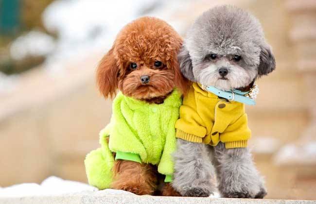 泰迪犬什么颜色最便宜,泰迪犬什么颜色最贵