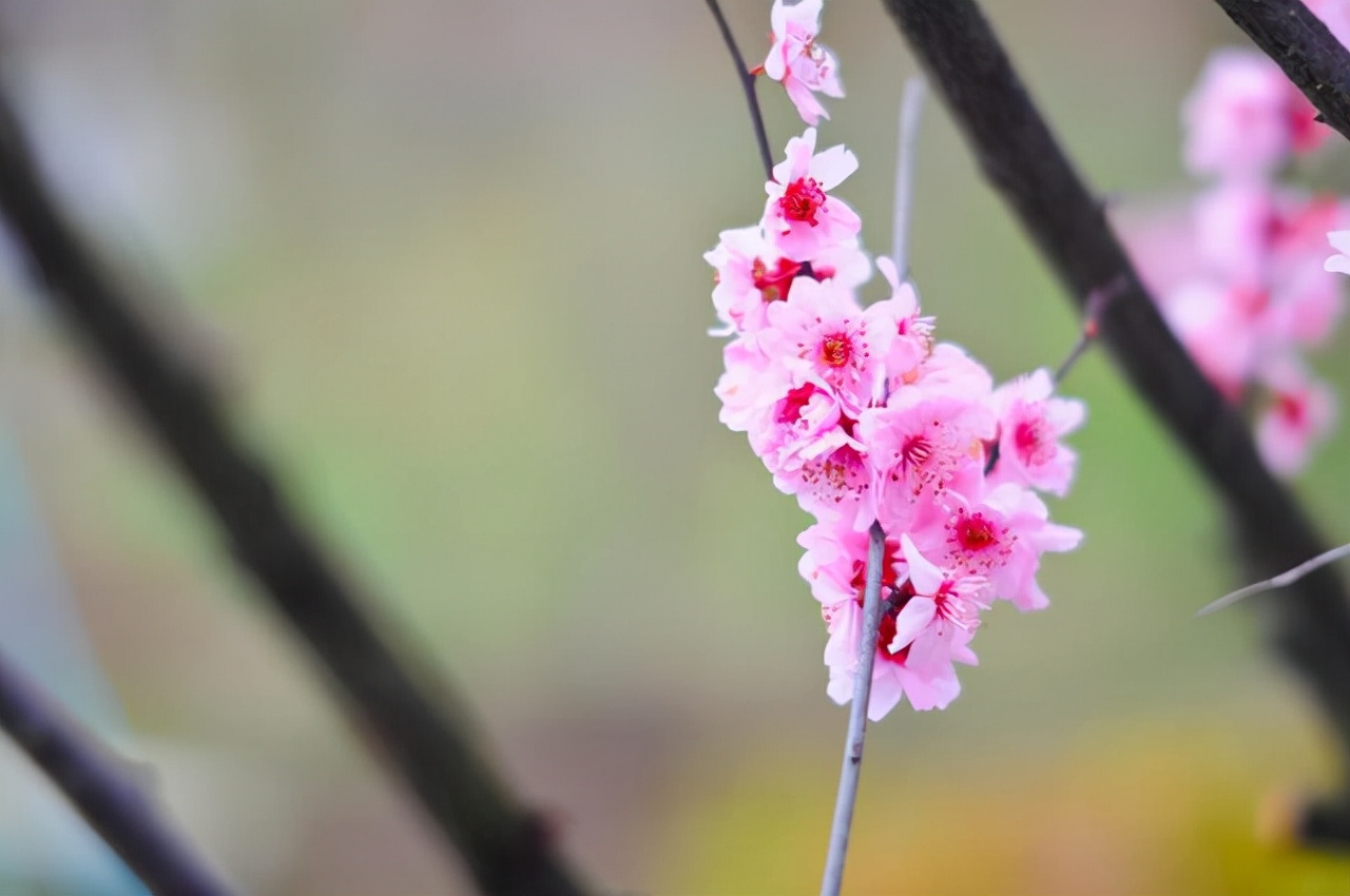 搜集古今中外中秋咏月的古诗词,3首有关中秋月亮的古诗词