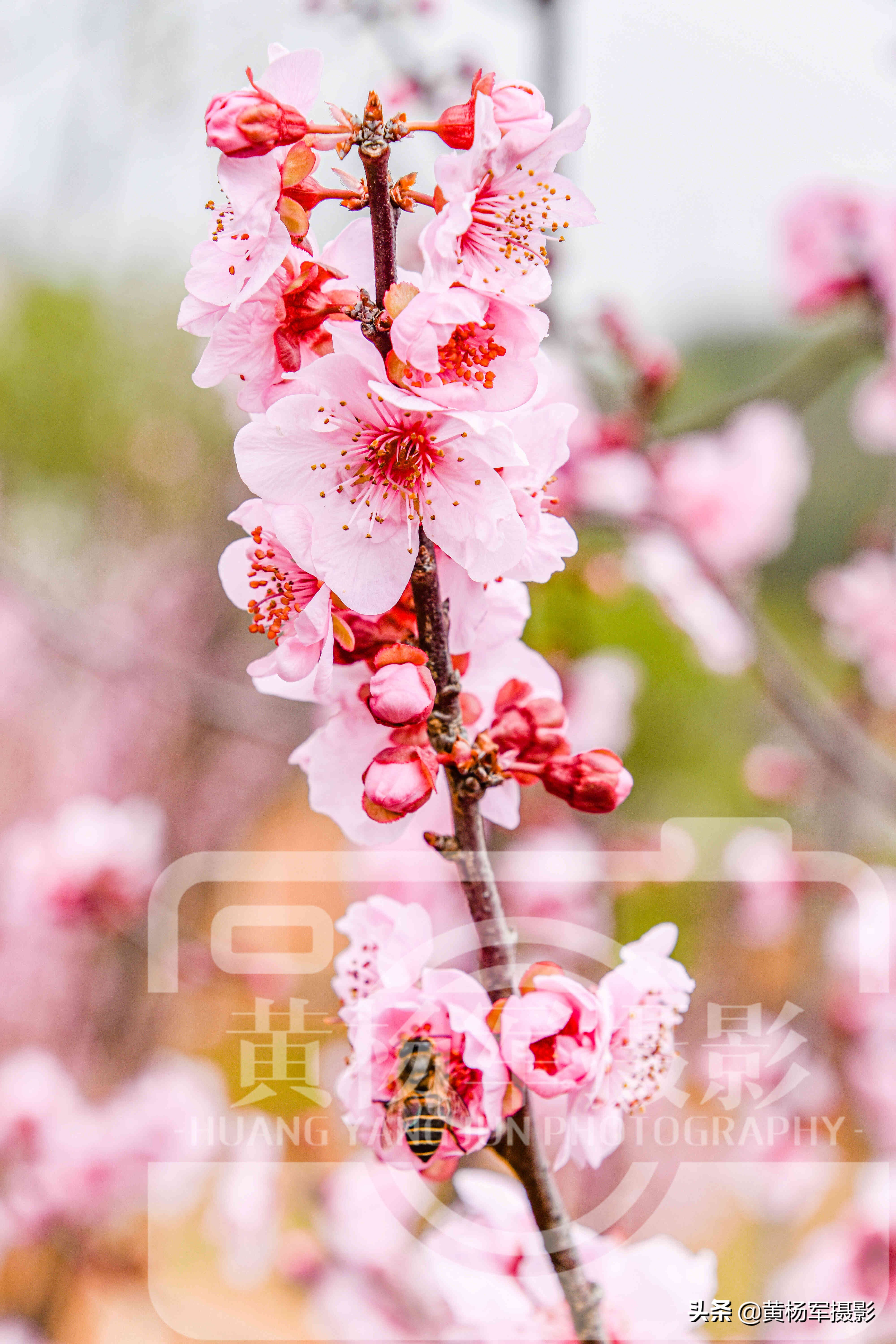 美丽的腊梅梅花,雪天赏梅娇艳的梅花
