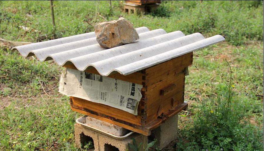 养蜂如何防蚂蚁蜜蜂怕蚂蚁,养蜂防蚂蚁最好的方法