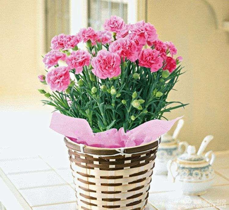 粉色康乃馨是什么花语和寓意,各个颜色的康乃馨的花语都是什么