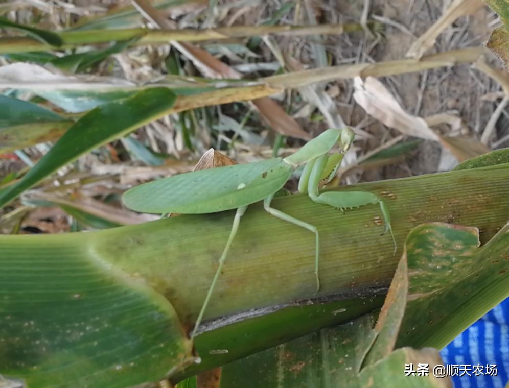 十种益虫和害虫,十大害虫和十大益虫图片