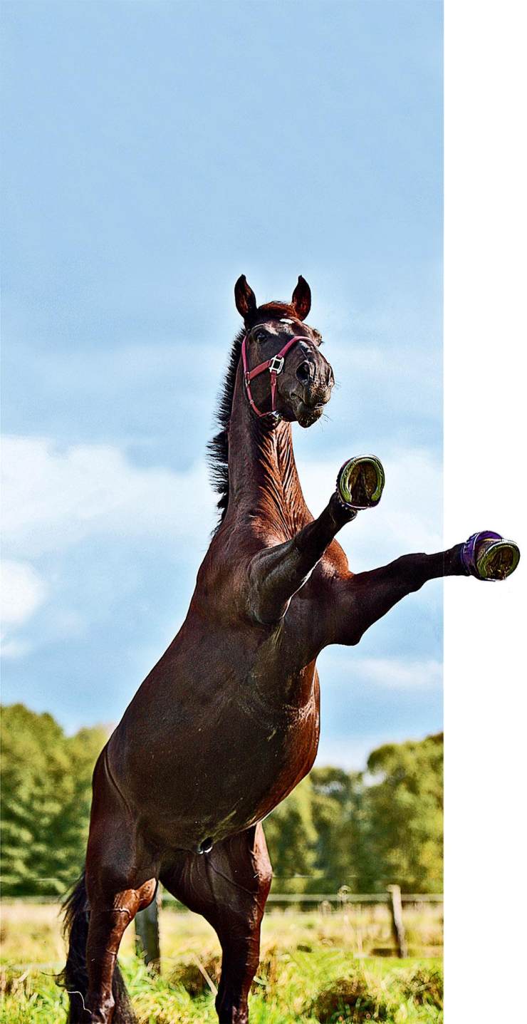 马掌为什么要钉马蹄而野马不用,马为什么要钉马蹄铁而野马不用