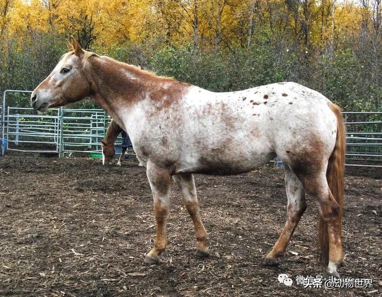 世界最好的十个品种马 (世界上最美丽的10类品种马)