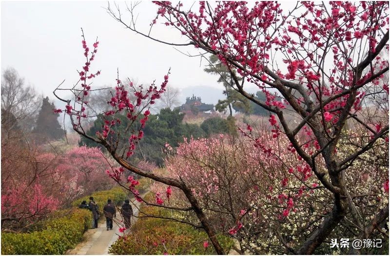 鄢陵腊梅哪里最好,鄢陵腊梅观赏