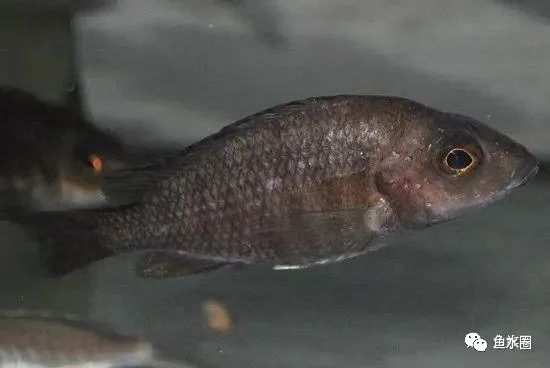 三湖慈鲷马鲷孔雀鱼多久发色,三湖慈鲷鱼之马鲷鱼