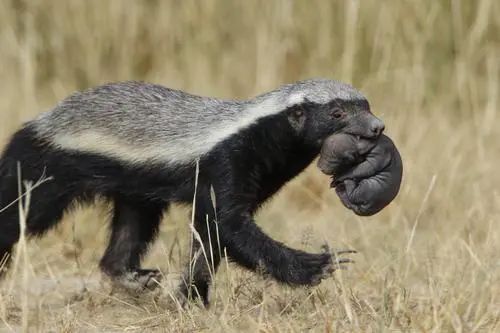 吃毒蛇就像辣条的平头哥,平头哥捕捉毒蛇就像吃辣条