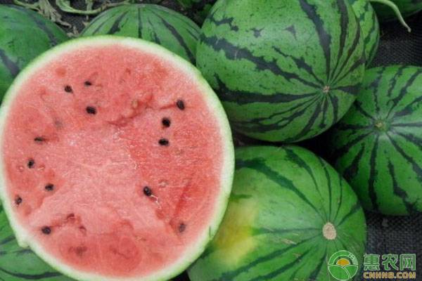 早春大棚西瓜栽培种植技术完整版,早熟小西瓜怎样种植