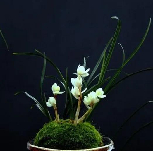 “四君子之一”贵到能买一套别墅