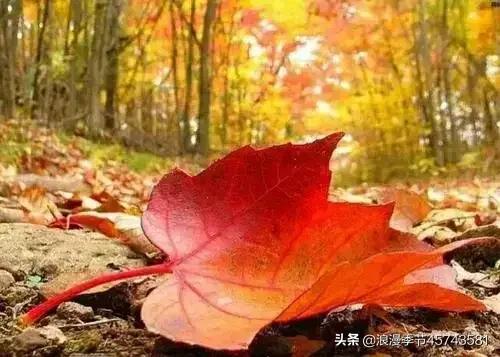 却道天凉好个秋散文800字,天凉好个秋散文500字